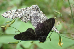 Couple de phalènes du bouleau (Biston betularia)
