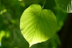 Feuille