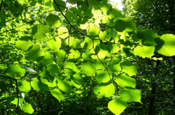 Feuilles