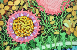 Structure du virus Zika