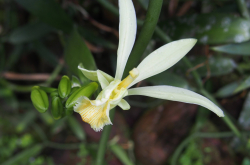 Fleur de vanille de Tahiti