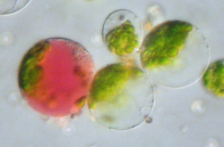 Fusion de protoplastes