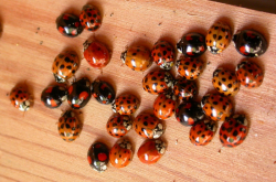Harmonia axyridis