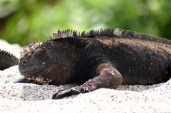 Mâle d’iguane marin (Amblyrhynchus cristatus) faisant du basking sur une plage de l’île San Cristobal