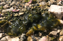 Cyanobactérie (famille des Nostocaceae), turgescence après la pluie