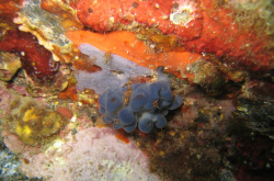 Oscarelle bleu-violet (Oscarella lobularis) et éponge encroûtante bleuâtre (Phorbas tenacior) en Méditerranée près de Banyuls