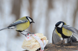 Parus major et nourriture