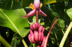 Régime de bananes roses