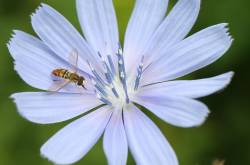 Syrphe sur inflorescence de chicorée