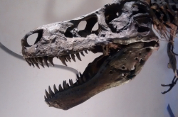 T. rex