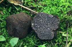 Tuber melanosporum - Truffe noire du Périgord