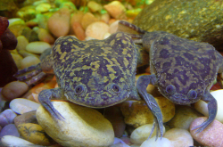 Xenopus laevis