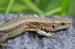 Lézard vivipare