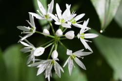 Inflorescence d'ail des ours