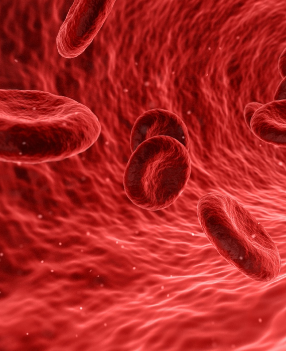 Globules rouges - Image de synthèse