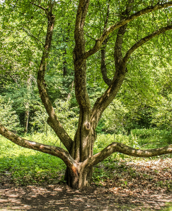 Arbre tronc