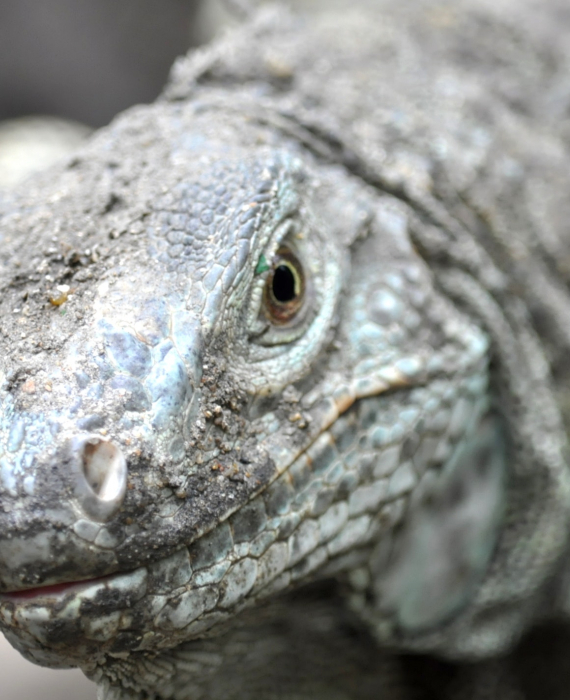 Dragon de Komodo