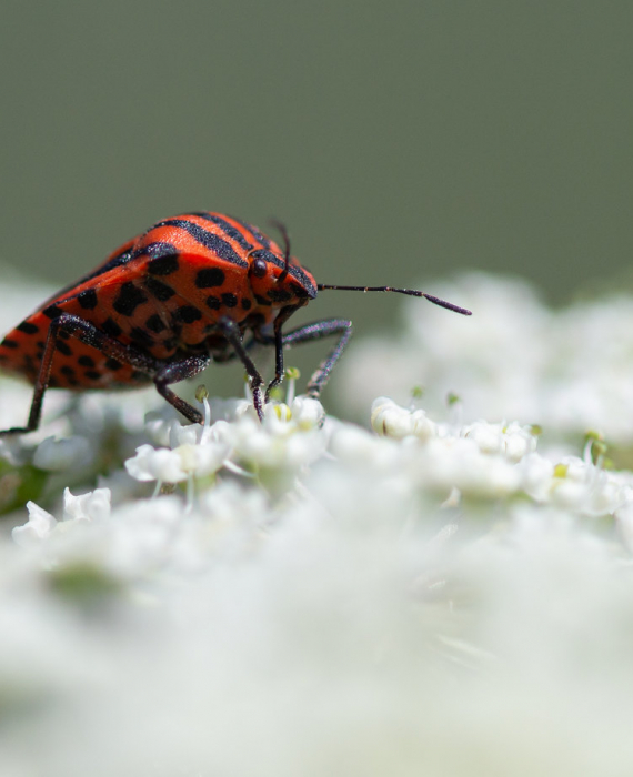 Punaise arlequin