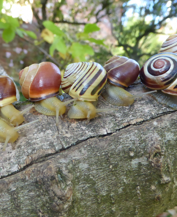 Polymorphisme chez l'escargot des haies Cepaea nemoralis