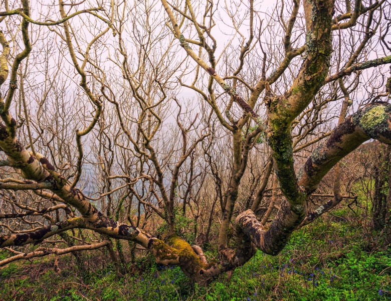 Ramifications d'un arbre nu