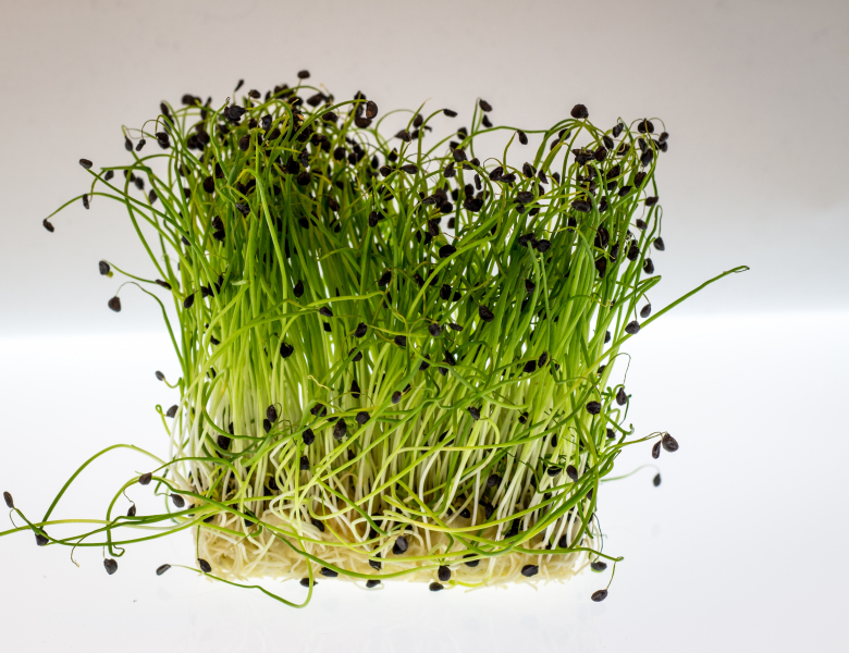 Germinations