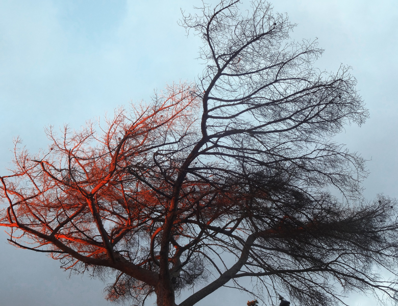 arbre exposé au vent