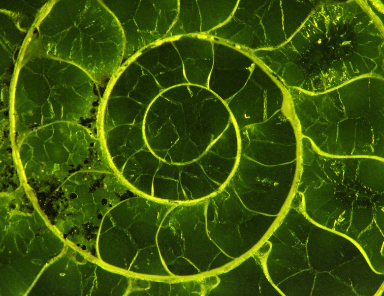 Fluorescence de la calcite d'une coquille d'ammonite