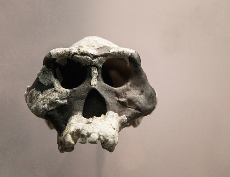 Crâne d'Australopithecus afarensis
