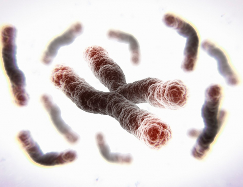 Chromosomes et télomères (vue d'artiste)