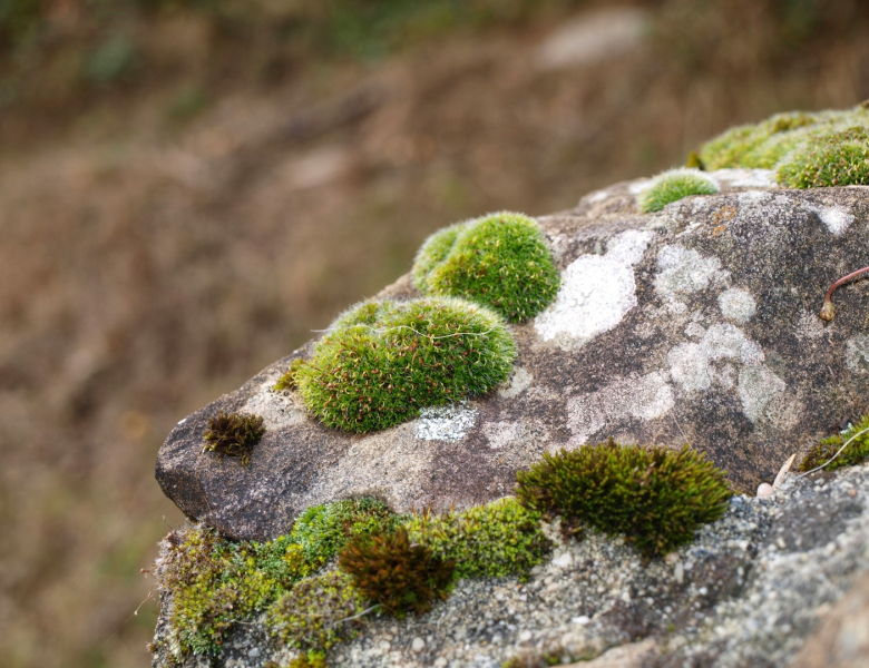 Mousses et lichens sur roche