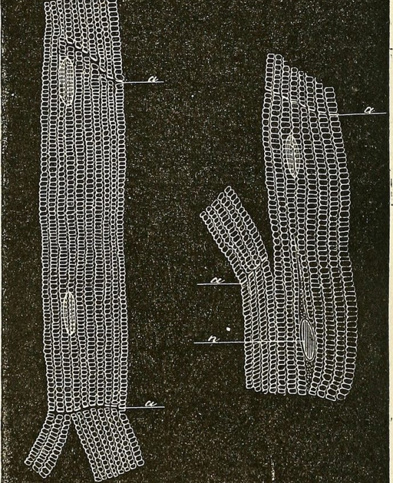 Faisceaux primitifs du cœur du chien