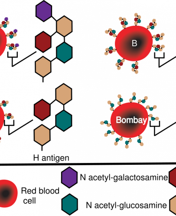 Schéma des marqueurs moléculaires des groupes sanguins ABO