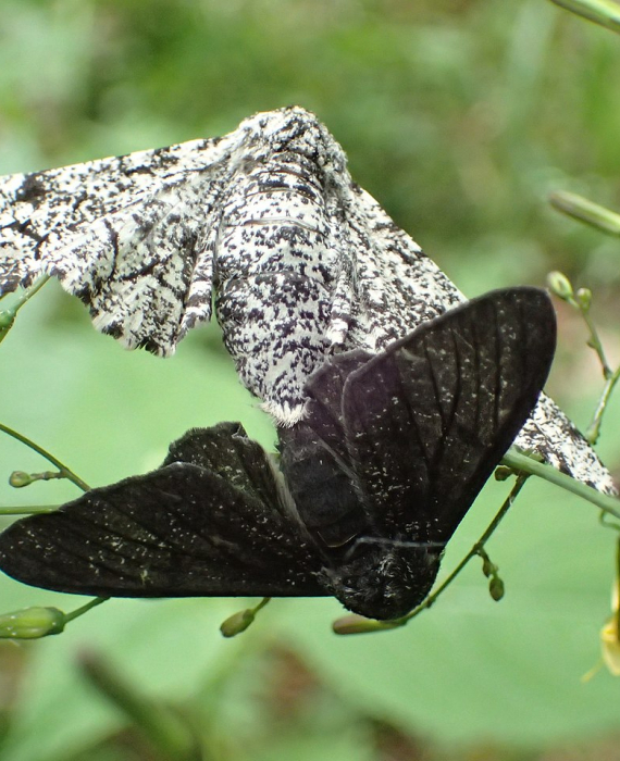 Couple de phalènes du bouleau (Biston betularia)