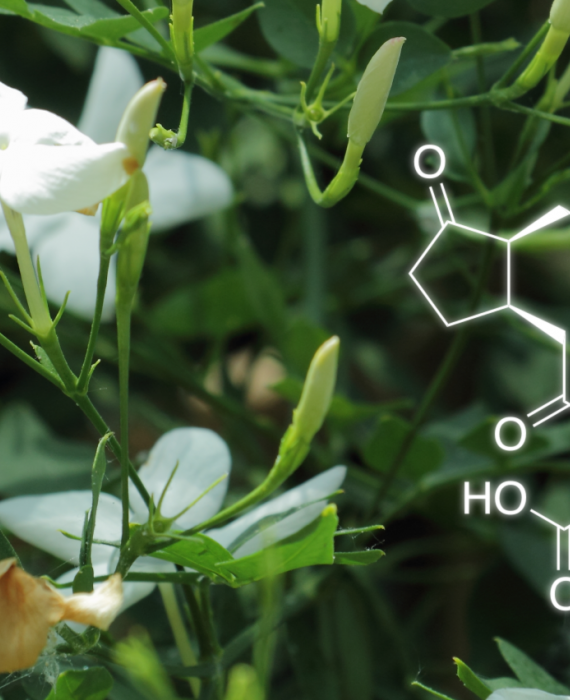 Jasminum officinale et molécule de jasmonoyl-isoleucine