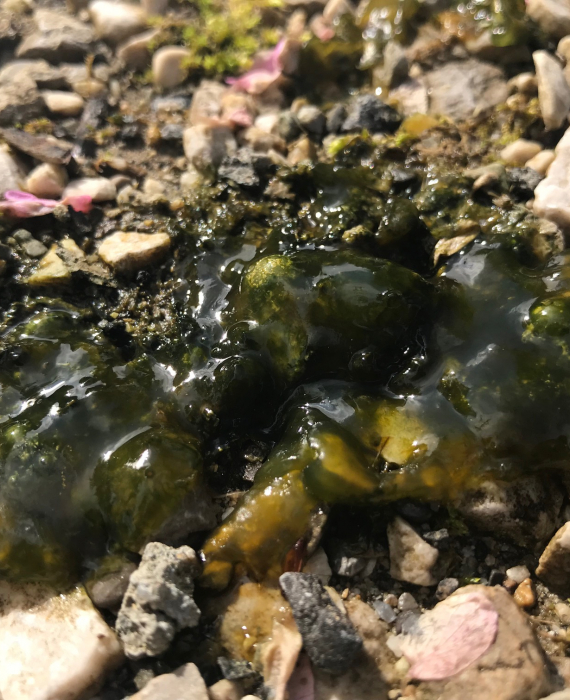 Cyanobactérie (famille des Nostocaceae), turgescence après la pluie