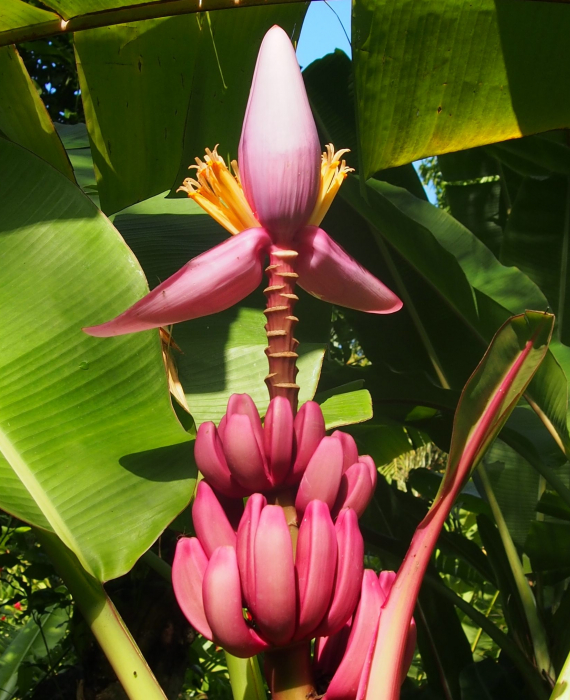 Régime de bananes roses