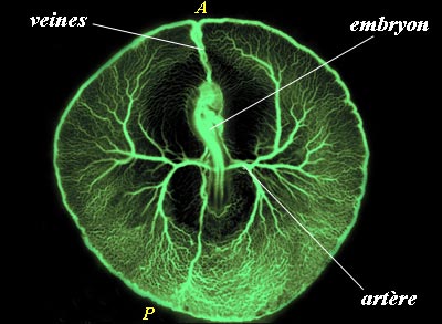 Réeau vasculaire embryonnaire d'un embryon de poulet